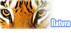 <div class=Note><a href=index.php?method=section&id=44 class=Note>Natura</a></div>UNA CURA PER LE TIGRI