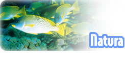 <div class=Note><a href=index.php?method=section&id=44 class=Note>Natura</a></div>BAU, MIAO, CIP, CIAO!