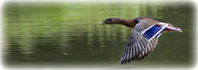 <div class=Note><a href=index.php?method=section&id=44 class=Note>Natura</a></div>Voli da record