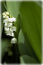 <div class=Note><a href=index.php?method=section&id=44 class=Note>Natura</a></div>Fiori in partenza