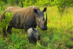 rino
