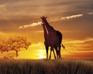 giraffe