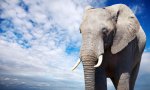 elefante