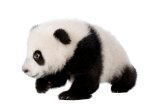 panda