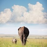 elefante