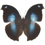 <div class=Note><a href=index.php?method=section&id=44 class=Note>Natura</a></div>Farfalle in fuga