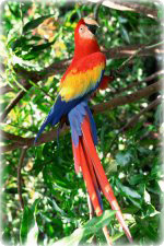 <div class=Note><a href=index.php?method=section&id=44 class=Note>Natura</a></div>Cervelloni in volo