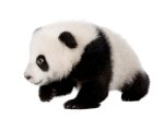 <div class=Note><a href=index.php?method=section&id=44 class=Note>Natura</a></div>Panda in crescita